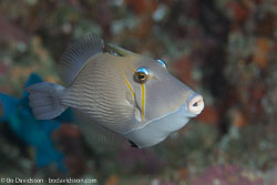 BD-130709-Maldives-9891-Sufflamen-bursa-(Bloch---Schneider.-1801)-[Boomerang-triggerfish.-Pungtryckarfisk].jpg